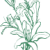 lilygreen